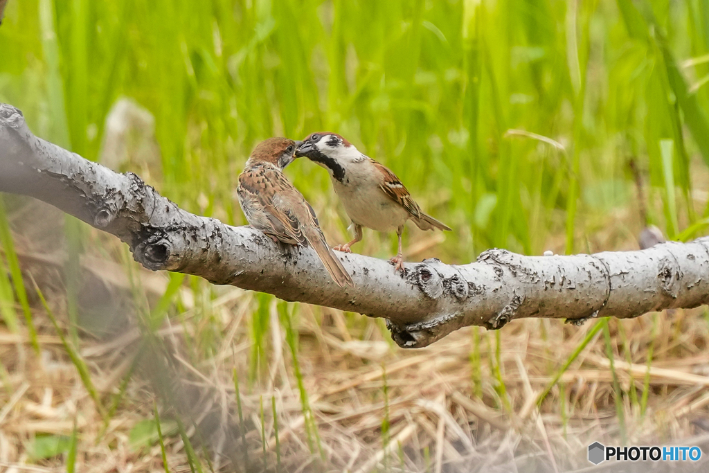 いつもの公園「育餌」