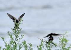 幼燕　３－３「お話の中」