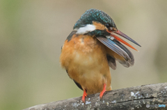 いつもの公園「カワセミ日記（１４）」