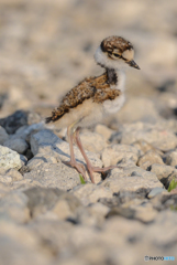 ヒナ可愛い（コチドリ）（２）
