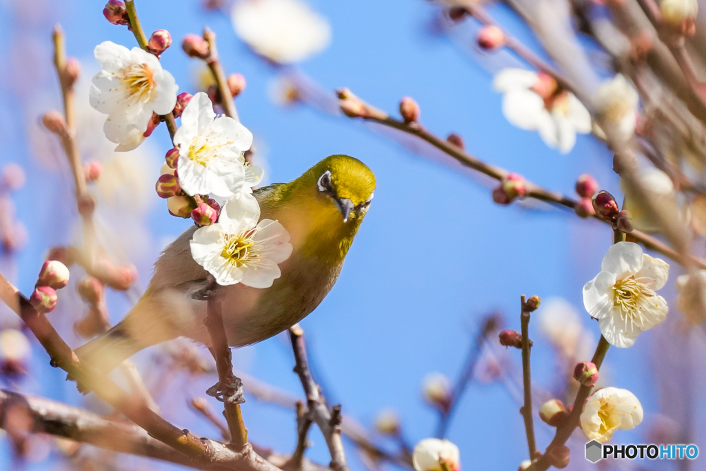 いつもの公園「梅ヶ枝」（メジロ）