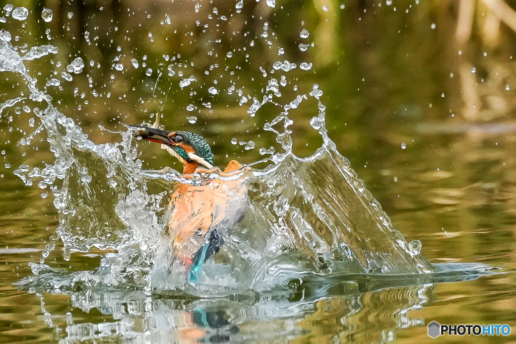 いつもの公園「大魚」