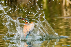 いつもの公園「大魚」