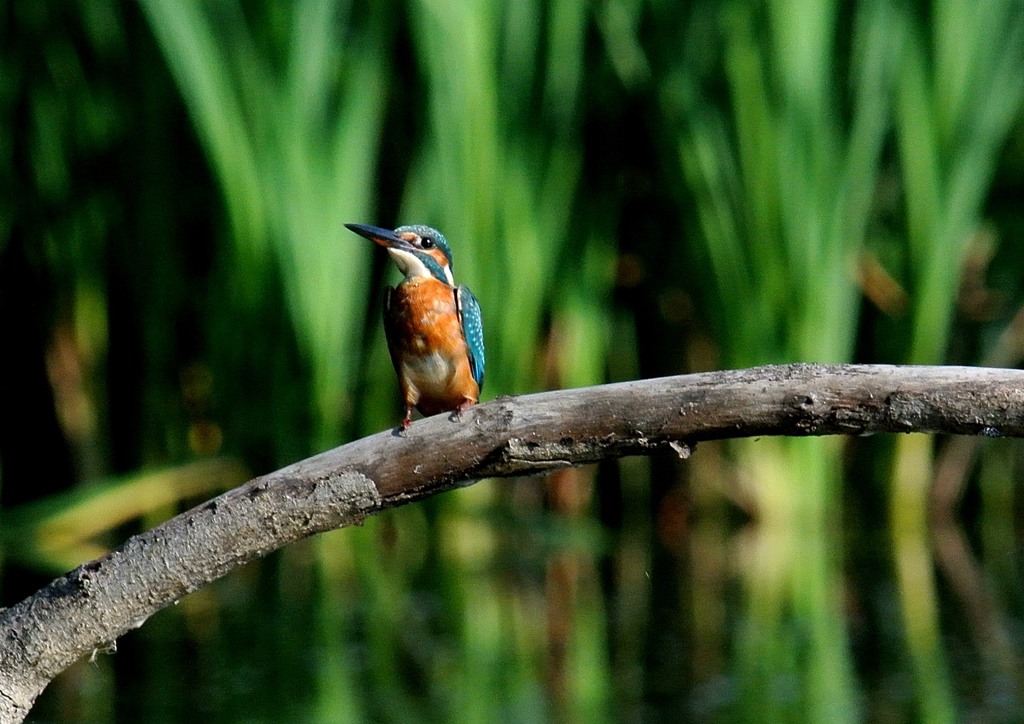 眼３－１「カワちゃんの眼」