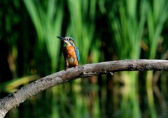 眼３－１「カワちゃんの眼」
