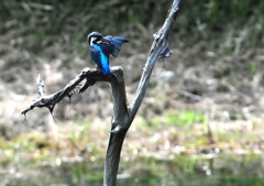 カワセミの池（4）９－９「休息」
