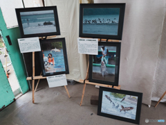 利根川賛歌「ハクレン大ジャンプ写真展」（５）