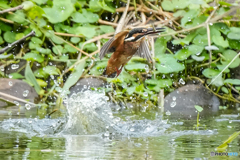 いつもの公園「残暑」