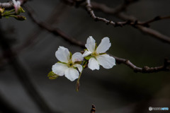 いつもの公園「秋桜」（アキサクラ）