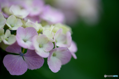 いつもの公園「紫陽花の頃」（６）