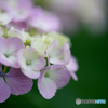 いつもの公園「紫陽花の頃」（６）