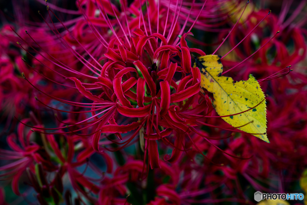 曼殊沙華「飾葉」