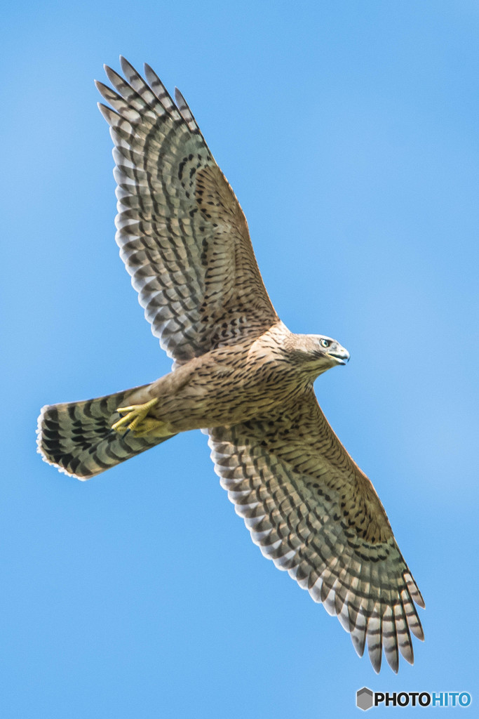 いつもの公園「若、雄飛」（オオタカ幼鳥）（４）