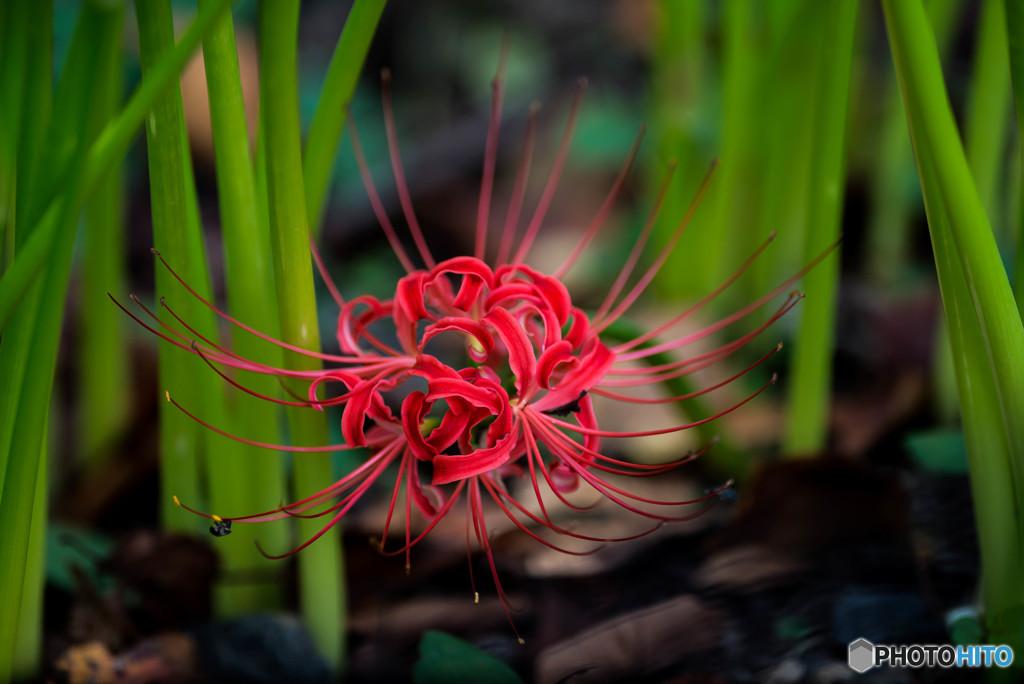 秋、曼殊沙華（８）