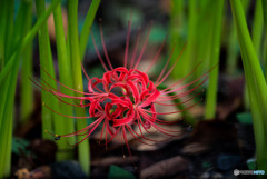 秋、曼殊沙華（８）