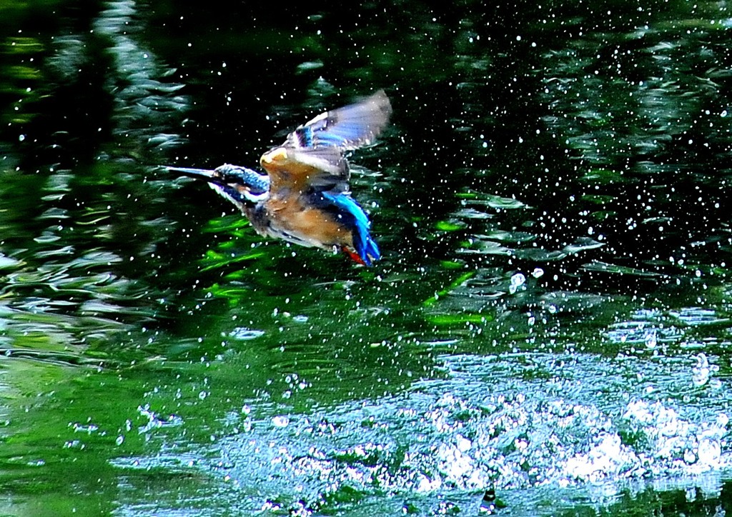 カワセミの池（３）８－６「水滴を浴びて」