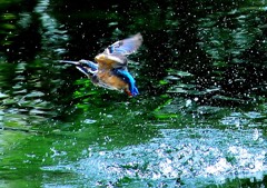 カワセミの池（３）８－６「水滴を浴びて」