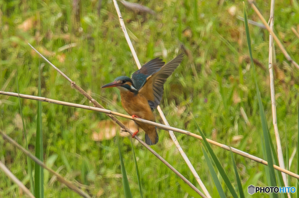 いつもの公園「カワセミ日記（４）」