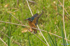 いつもの公園「カワセミ日記（４）」