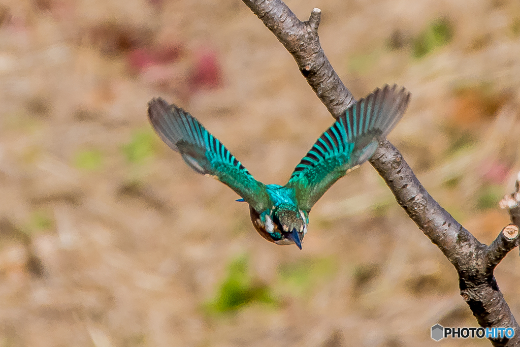 いつもの公園「やって来る」