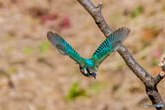 いつもの公園「やって来る」