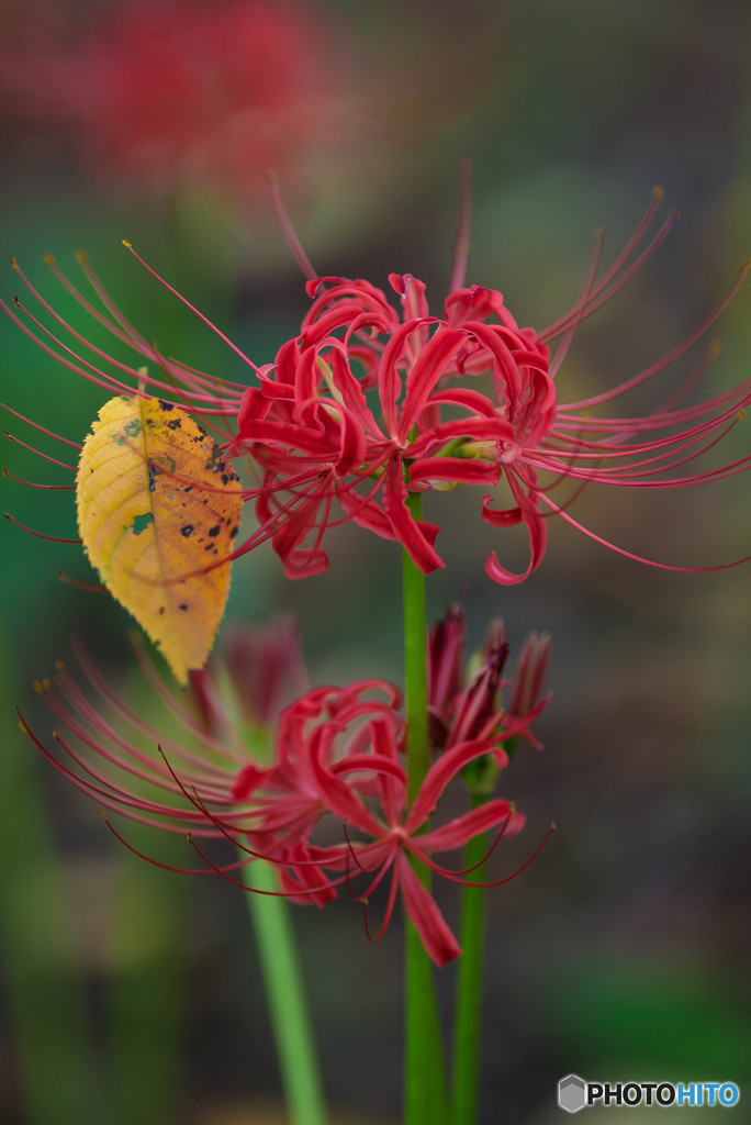 秋、曼殊沙華（１０）