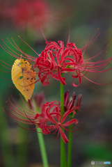 秋、曼殊沙華（１０）