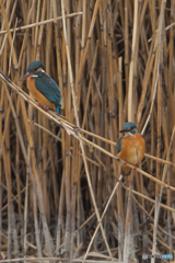 いつもの公園「婚姻色」（カワセミ）