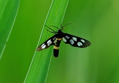 今日の昆虫 7-1「カノコガ」 今日の昆虫 7-1「カノコガ」