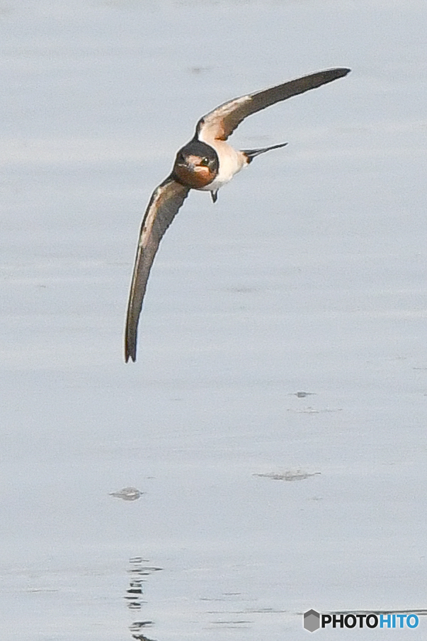 夏燕三様（１）