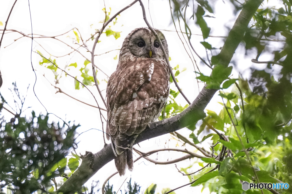 フクロウの森