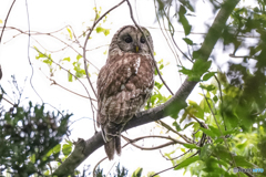 フクロウの森