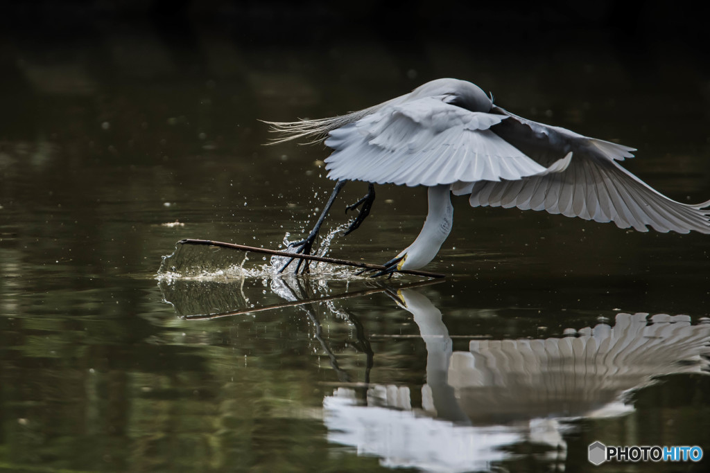 鷺山訪問「水面の舞い」（１０）