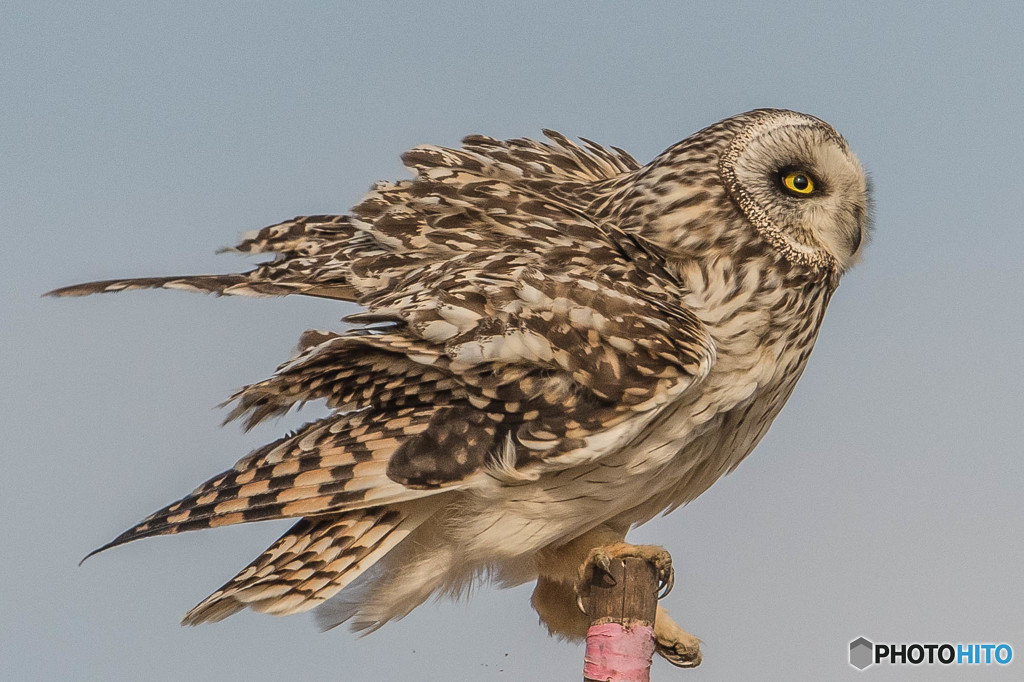 コミミズク眼「ワサワサワサ」