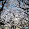 sakura満開（３）
