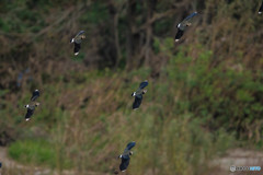 タゲリ渡来（１）