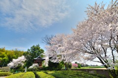 春桜寸景（３）「桜、寺」