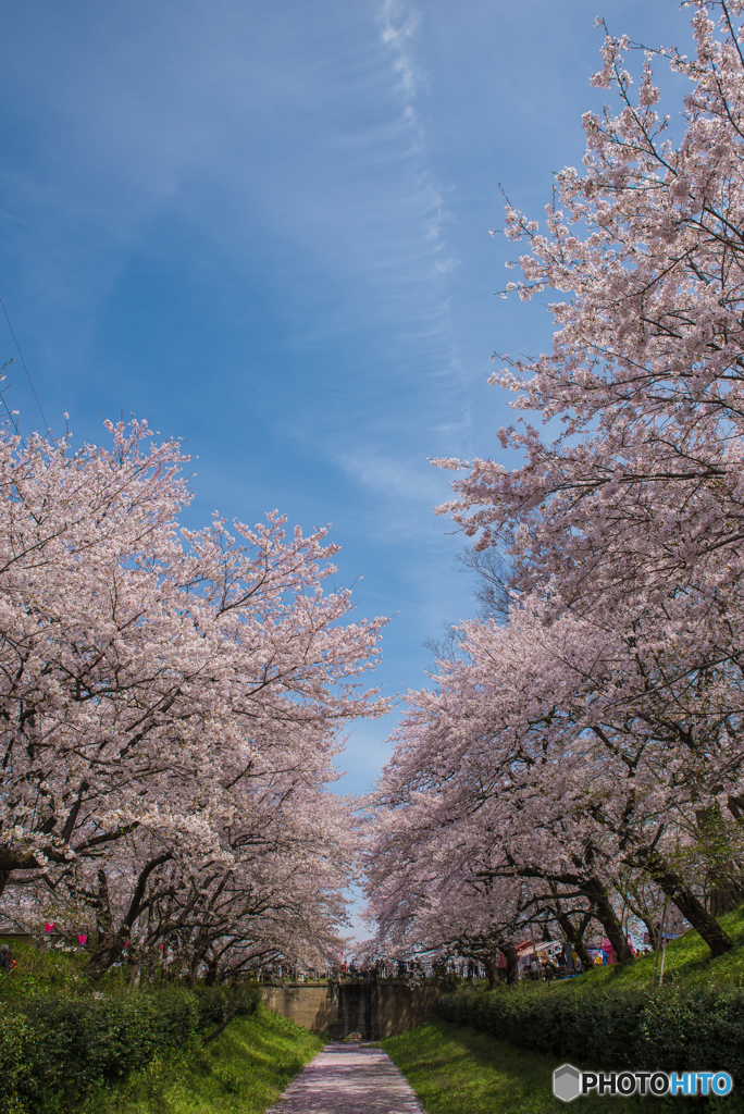 華日和三景（一）（幸手市権現堂）