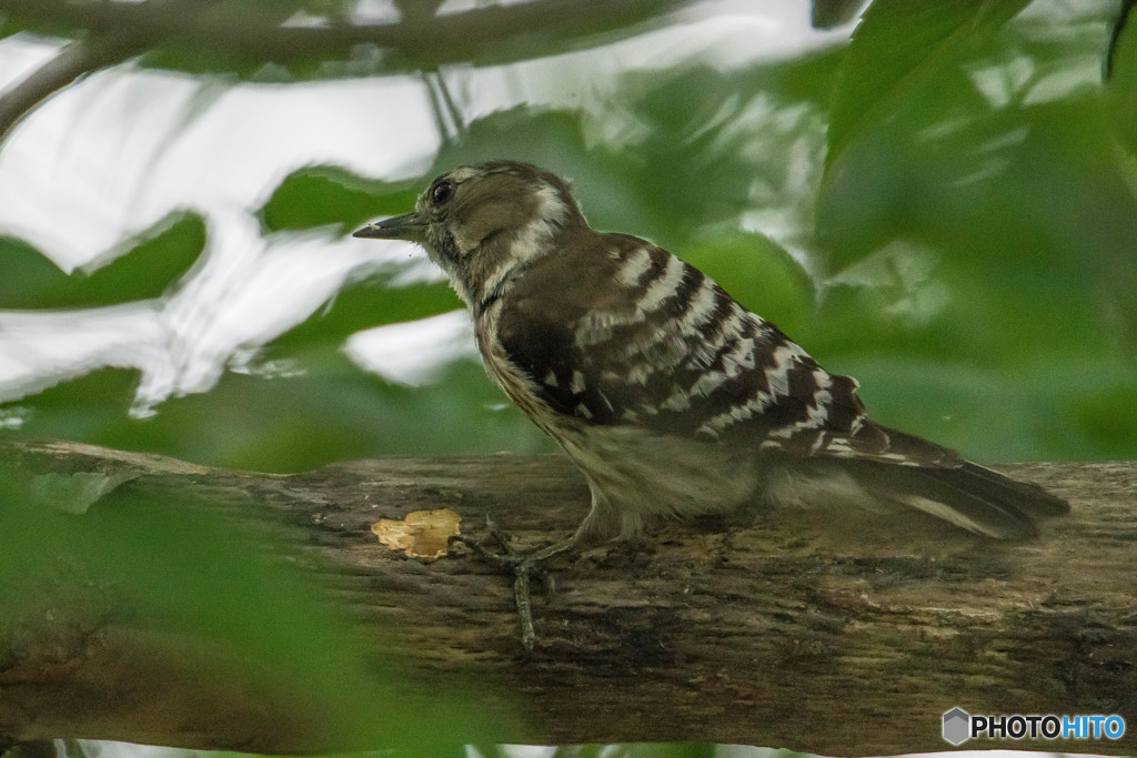 いつもの公園「啄木鳥（キツツキ）」（コゲラ）（３）