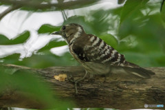 いつもの公園「啄木鳥（キツツキ）」（コゲラ）（３）