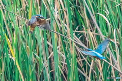 いつもの公園「お前こそ、あっちいけ」