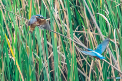 いつもの公園「お前こそ、あっちいけ」