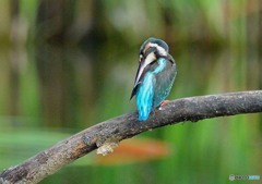 いつもの公園「安息」カワセミ