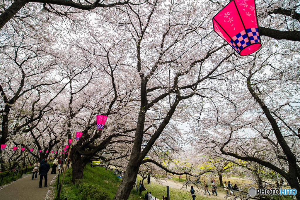 桜の樹の下で（埼玉県幸手市権現堂公園）（１５）「権現堂堤」