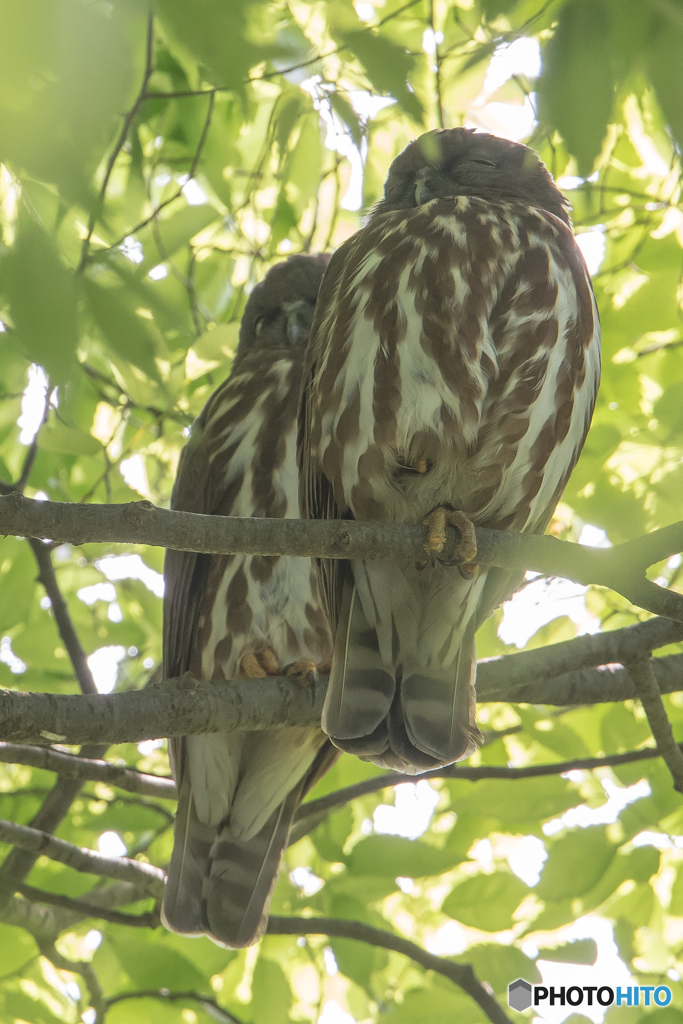 アオバズク緑陰（１）