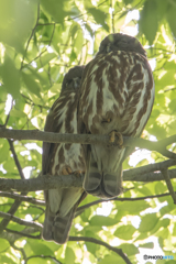アオバズク緑陰（１）