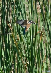 いつもの公園　「カワセミ、ホバホバ」（２）