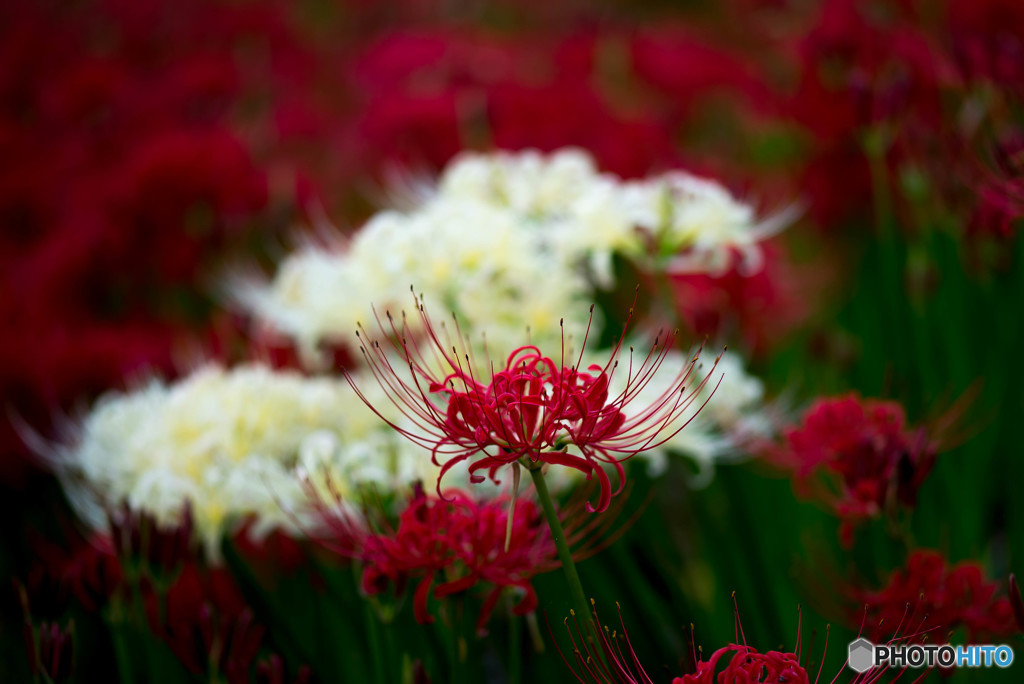 曼殊沙華「群咲」