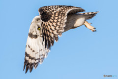 コミミズク近接（１）