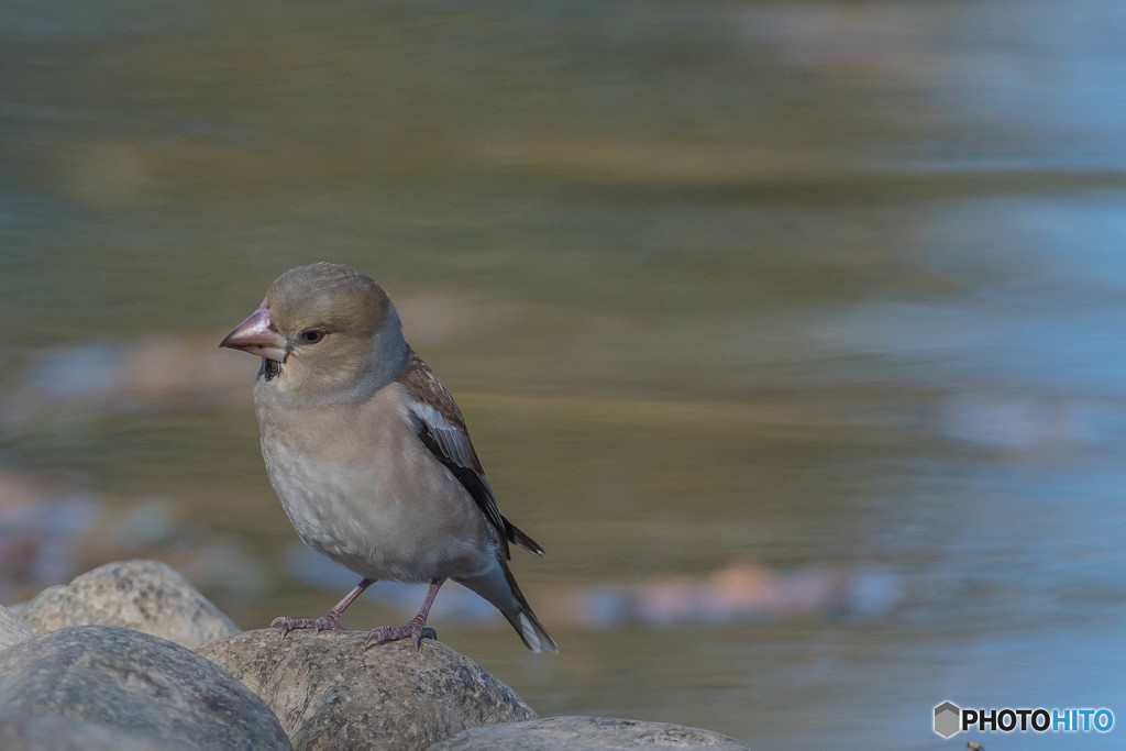 いつもの公園　美鳥三題「シメ」（姫）